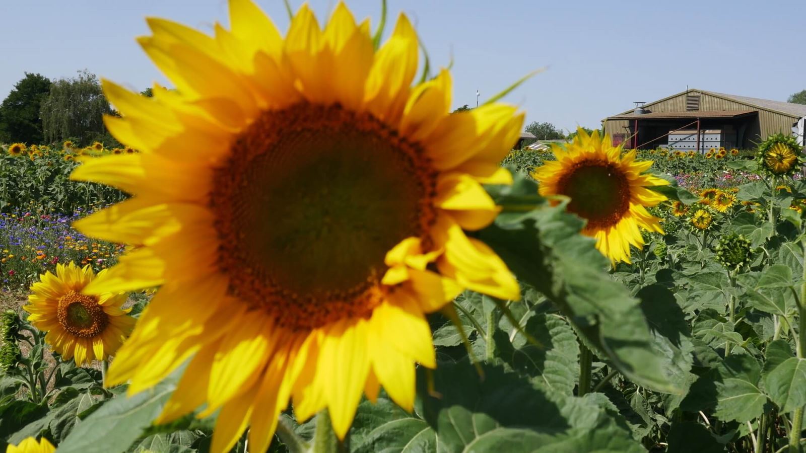 Writtle Sunflowers